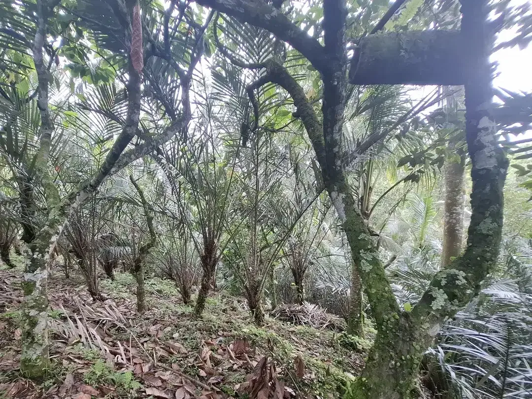 Dijual tanah kebun salak di selemadeg tabanan bali - Image 4 of 8