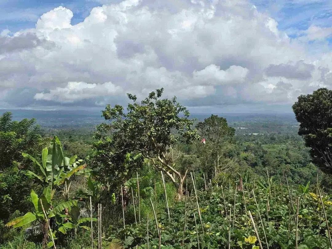 Dijual tanah view istimewa exotik lembah dan gunung di bedugul bali - Image 2 of 10