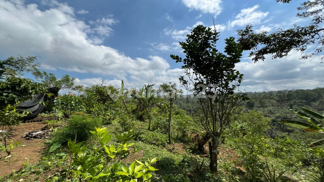 Tanah Buah View Gunung Dan Lembah Indah Di Tabanan Bali. - Image 4 of 4