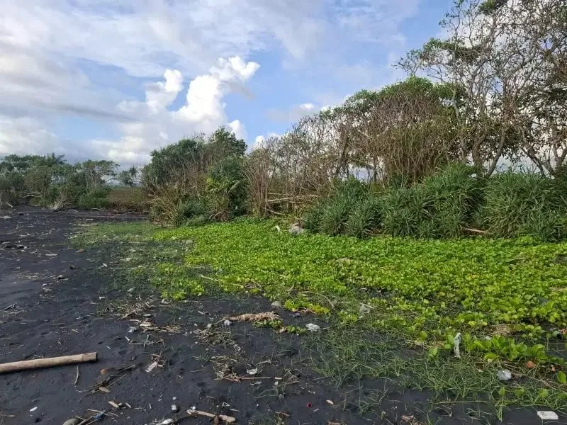 Dijual tanah murah los pantai di pasut tabanan bali - Image 6 of 8