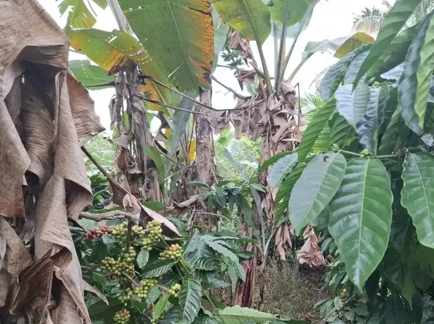 Dijual tanah kebun kopi dapat view laut dan lembah - Image 4 of 8