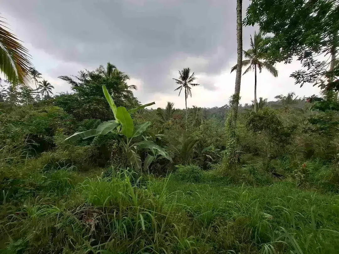 dijual tanah kebun dengan view sawah dan los sungai kecil yang sangat indah dan strategis di ketinggian 600mdpl - Image 8 of 10