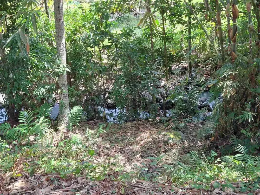 dijual tanah strategis dekat pantai wisata di tabanan dengan view sawah dab los sungai kecil berbatu - Image 9 of 10