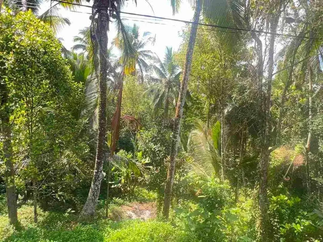 jual tanah kebun luas kecil los sungai di selemadeg tabanan bali. - Image 3 of 8