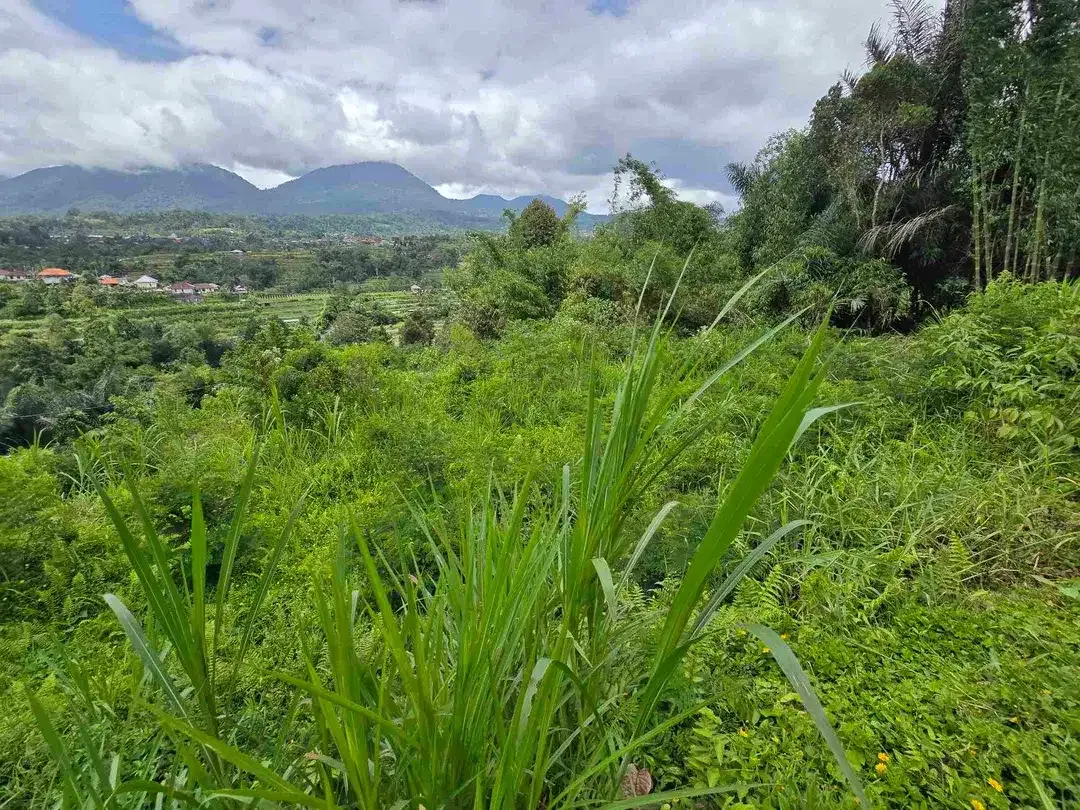 dijual tanah view exotik gunung dan terasering di baturiti bali - Image 10 of 10