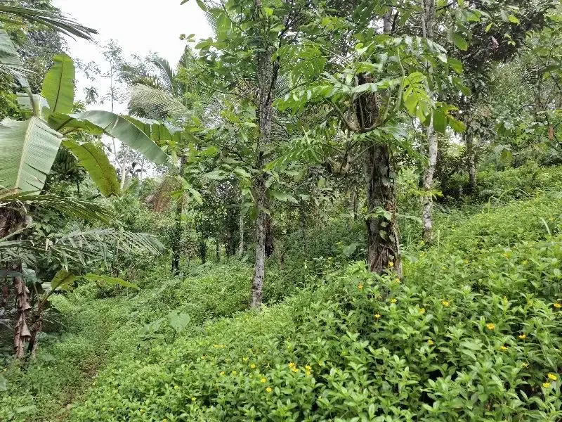 Dijual tanah kebun durian los sungai bebatuan di tabanan bali - Image 8 of 10
