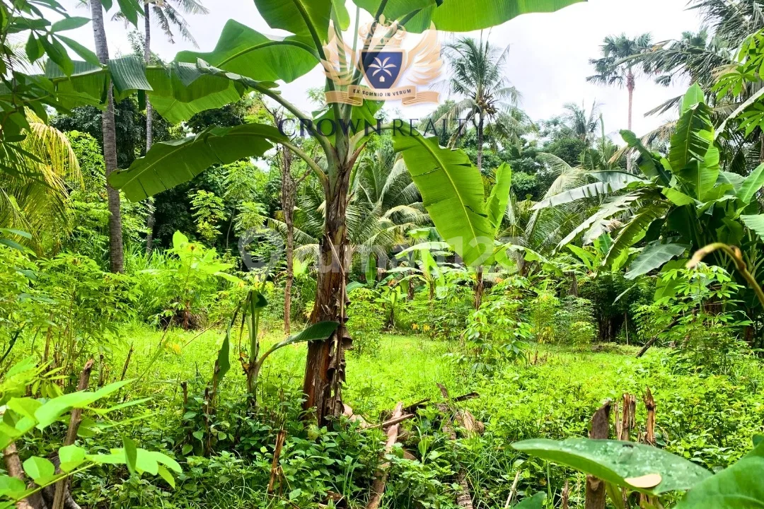 Prime 3400 Sqm Development Land In Lovina With Freehold Title - Image 2 of 3