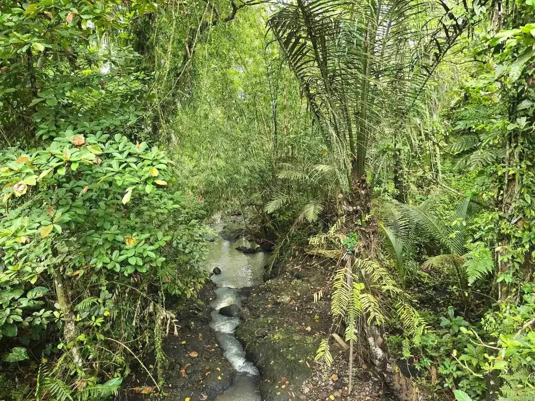 Dijual tanah murah los sungai view sawah terasering dan gunung di bali - Image 8 of 10
