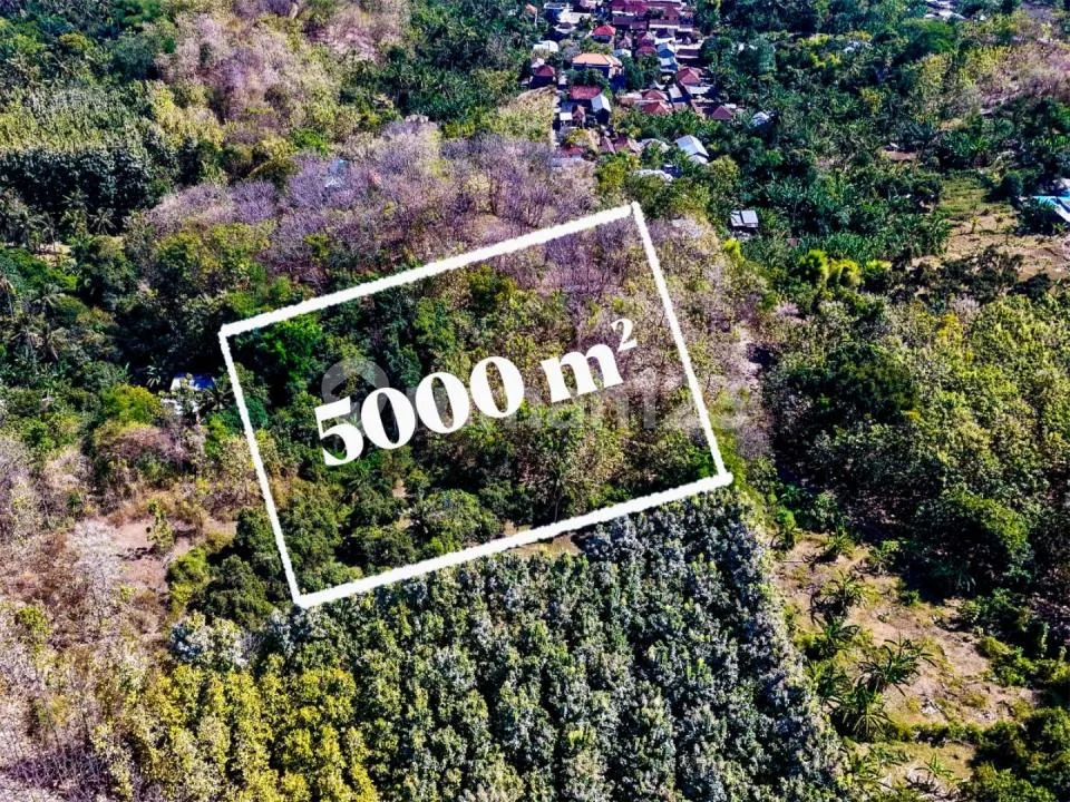 Tanah 50 Are Dijual di Anturan - Bali Utara - Image 1 of 4