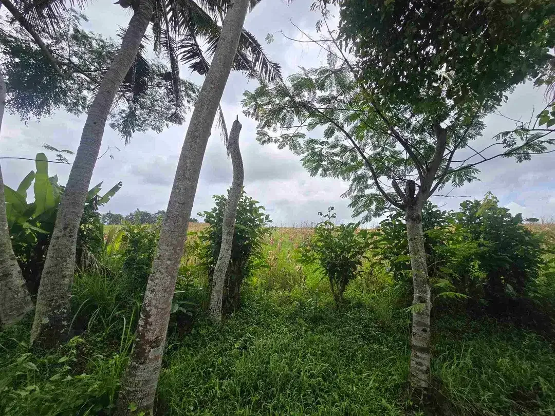 Dijual tanah zona kuning / yellow view sawah di tabanan bali - Image 5 of 10