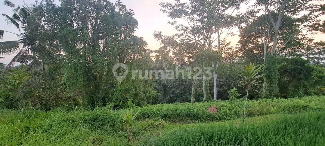 Beautiful Ricefield Frontage And View. 3 Mounts View. For Sale - Image 3 of 4