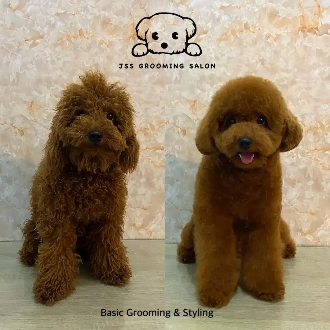 Grooming internasional - Image 2 of 4