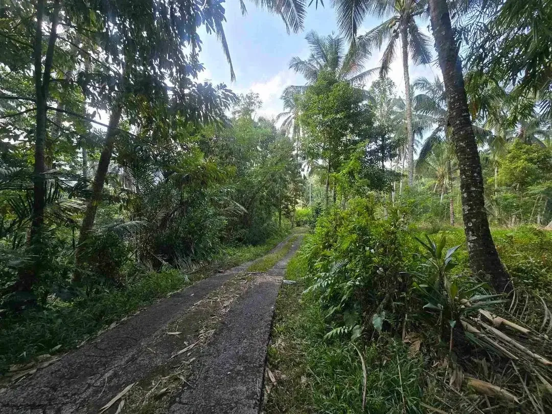 Butuh uang cepat dijual tanah datar view sawah di tabanan bali - Image 8 of 10
