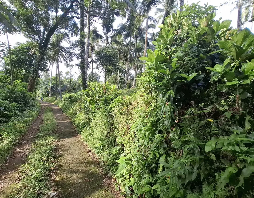Dijual tanah kebun kelapa - Image 8 of 9