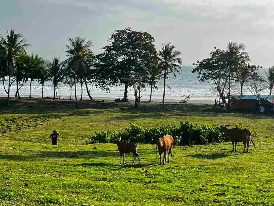 dijual tanah Los pantai kelecung tabanan bali - Image 3 of 10