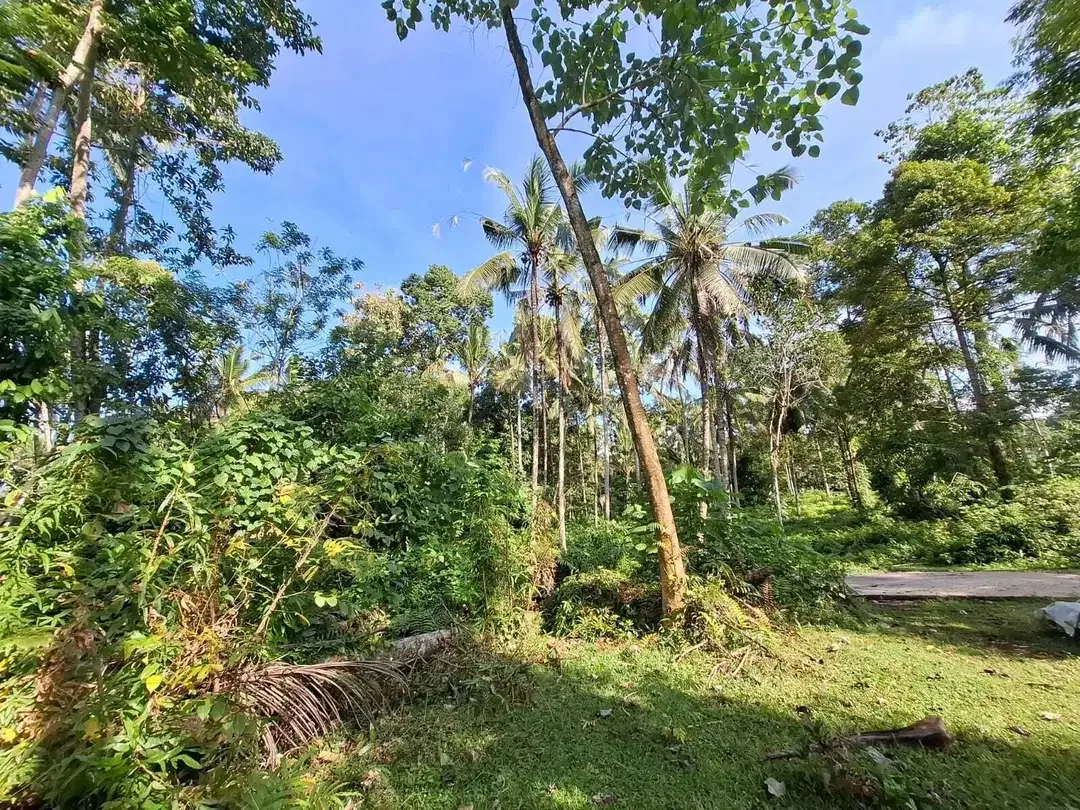 Dijual tanah los sungai dengan view sawah di tabanan bali - Image 5 of 10