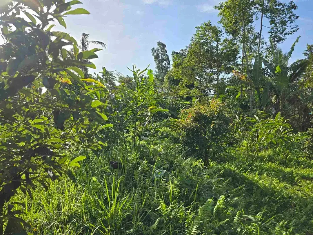 Dijual tanah murah view gunung cantik di tabanan bali - Image 7 of 10