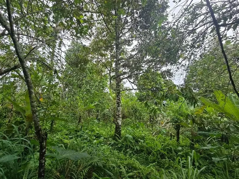 Dijual tanah kebun durian di tabanan bali - Image 5 of 8
