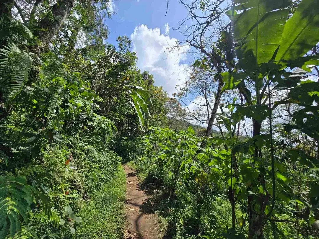 DIJUAL TANAH KEBUN KOPI ARABICA VIEW LAUT DAN GUNUNG DI TABANAN BALI - Image 3 of 10