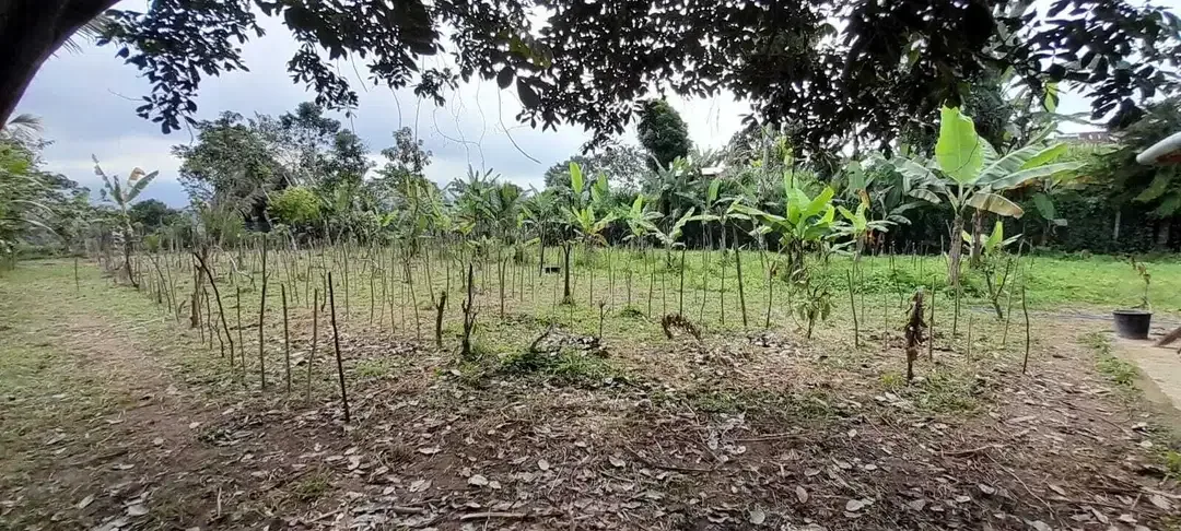 Plantation land with mountain and valley views in Baturiti Bali - Image 8 of 10