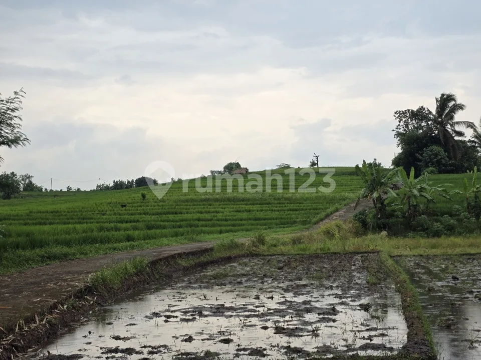 Dijual Tanah Murah View Sawah di Tabanan Bali - Image 2 of 4