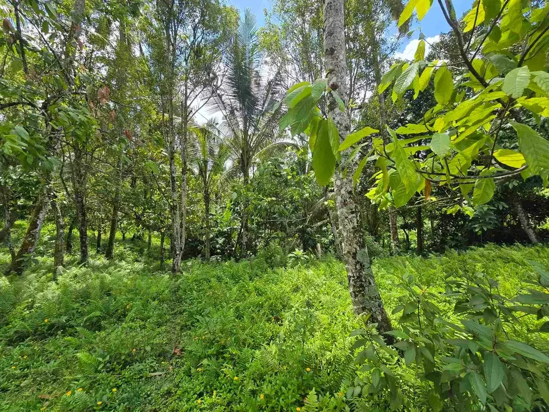 Dijual tanah murah los sungai air jernih di bali - Image 7 of 10
