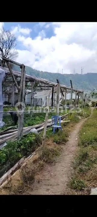 1000m2 siap bangun Villa view Lake Bedugul Buleleng Bali - Image 2 of 4