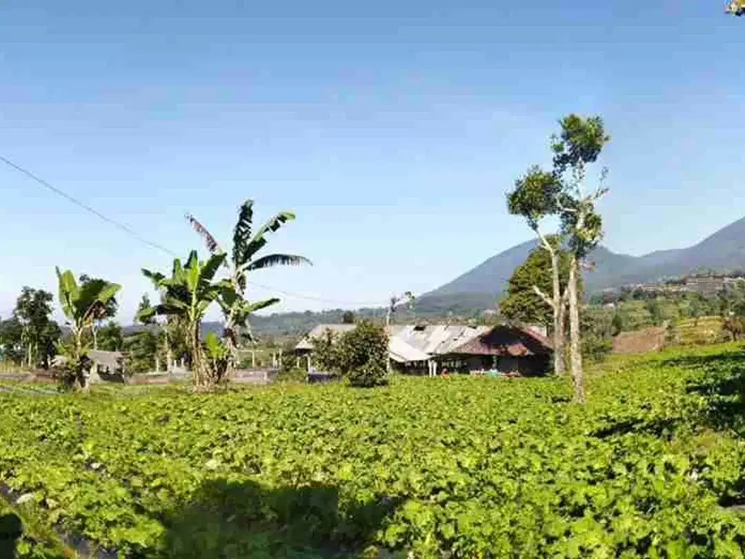 Tanah Luas 1,8 Lokasi Br juwuk legi, Batunya, Baturiti - Image 10 of 10
