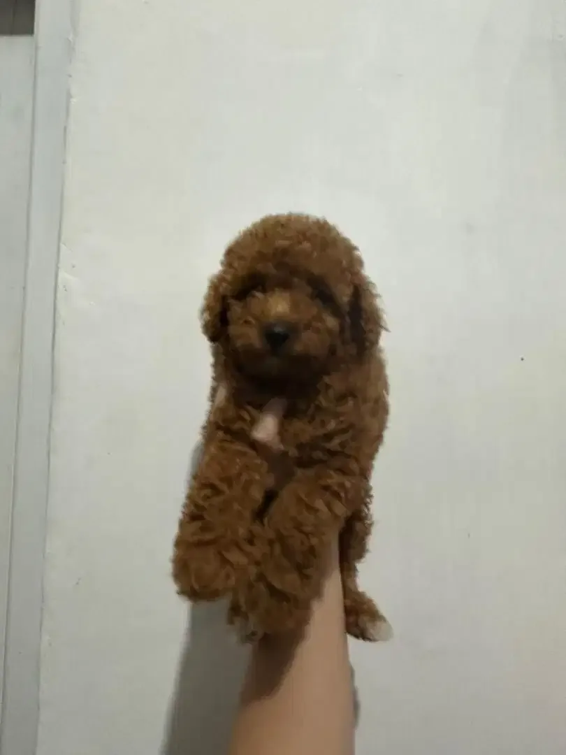 Toy Poodle (Red) - Image 2 of 3