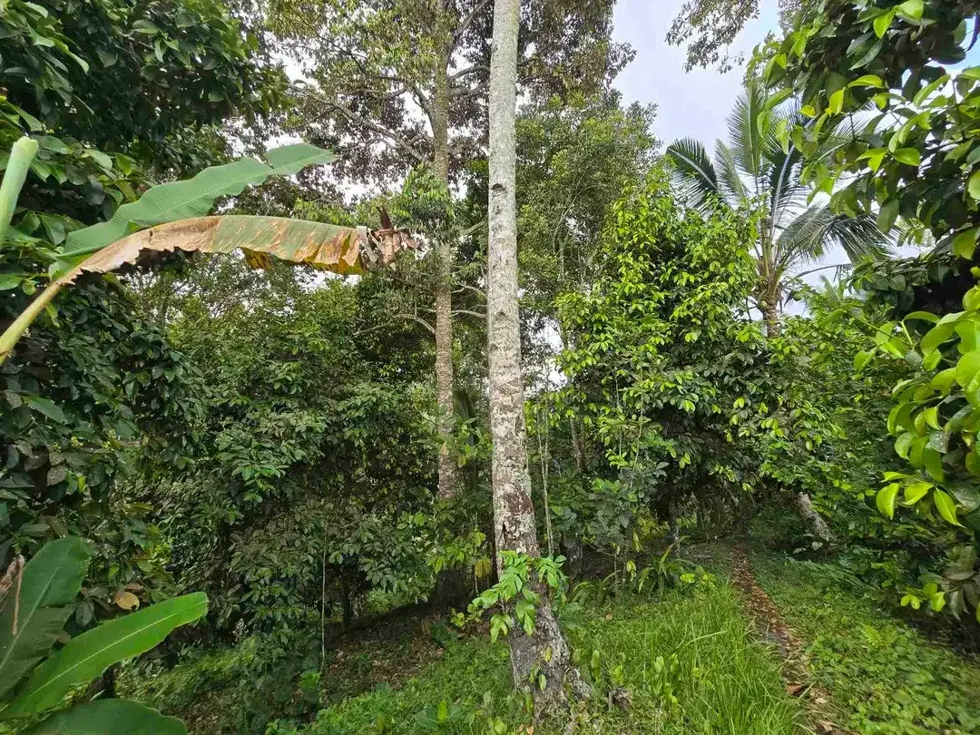 Dijual tanah kebun dan sawah view sawah dan lembah di tabanan bali - Image 10 of 10