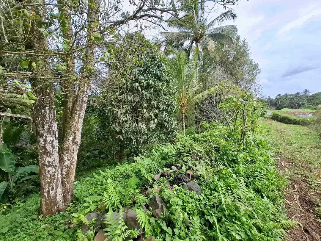 tanah kebun murah view sawah berada di kecamatan selemadeg tengah - Image 6 of 10