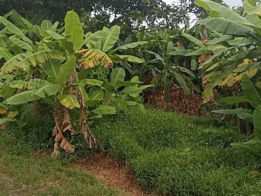 Land for sale in Mengwi, Bali - Image 1 of 4