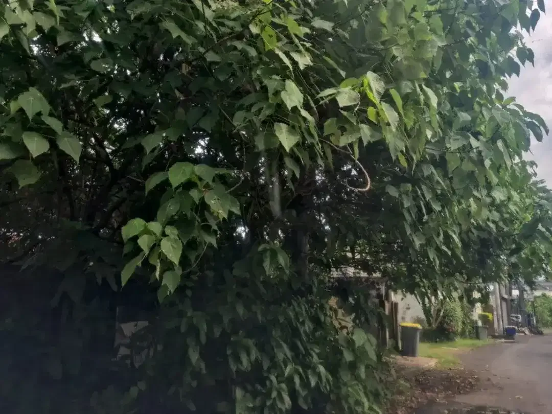 Dijual Tanah 10 are di Jalan Dewi Saraswati - Image 2 of 2