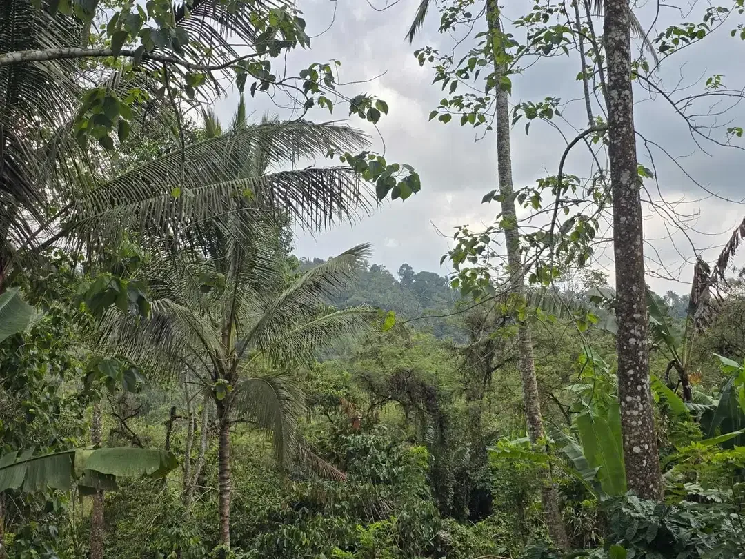 Dijual tanah kebun kopi produktif dengan view lembah di bali - Image 2 of 10