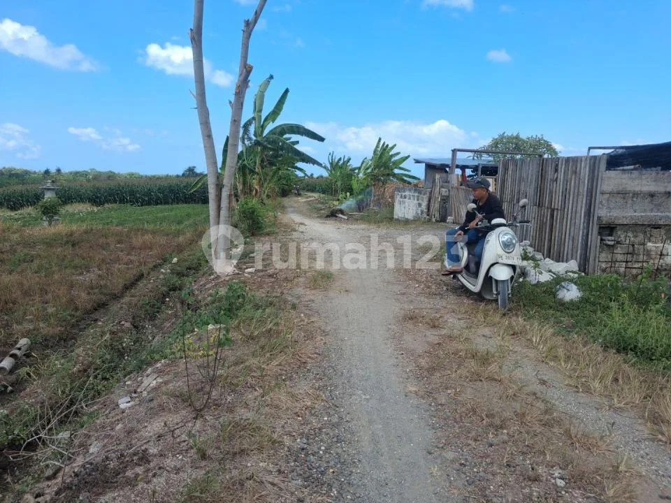 Dijual Tanah Plot Kecil 300 MÂ² Murah - Tibubiyu, Kerambitan, Tabanan Bali - Image 2 of 4