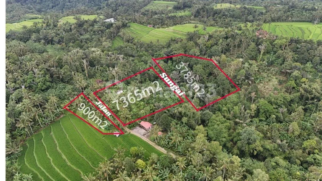 Jual Tanah Kebun View Sawah Los Sungai Ditabanan Bali - Image 1 of 4