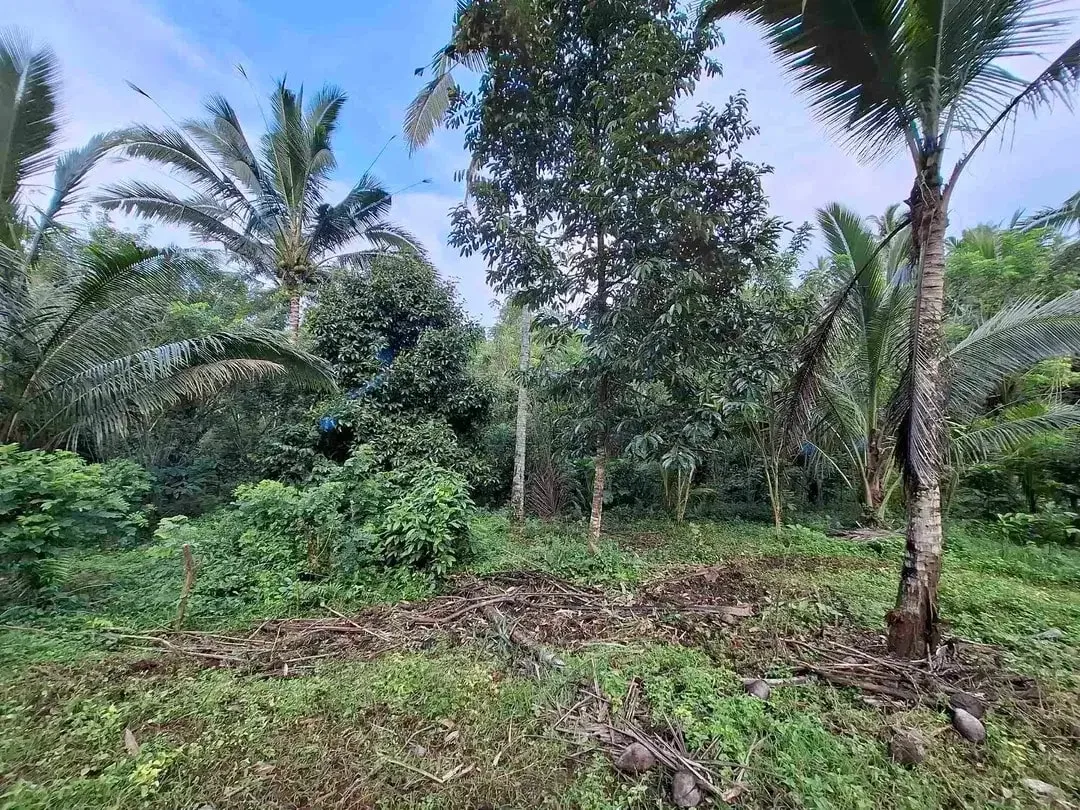 dijual tanah kebun murah los sungai jernih dengan view sawah dan gunung di tabanan bali - Image 9 of 10