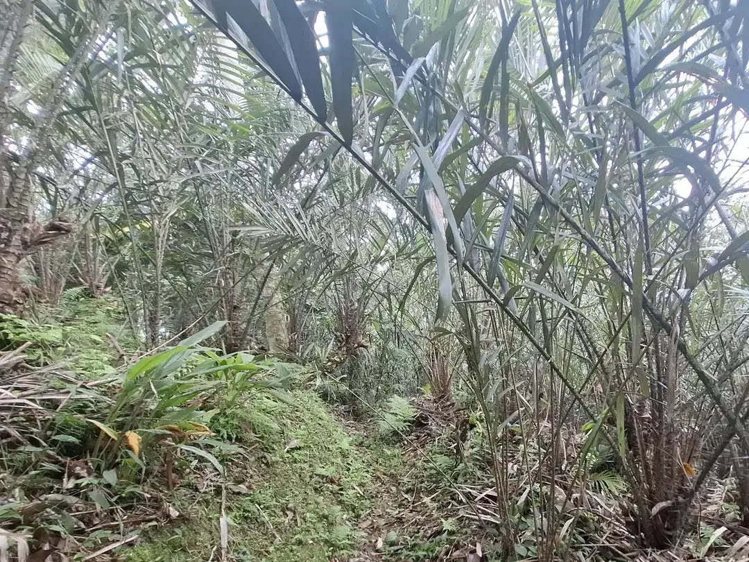 Dijual tanah kebun salak di selemadeg tabanan bali - Image 6 of 8