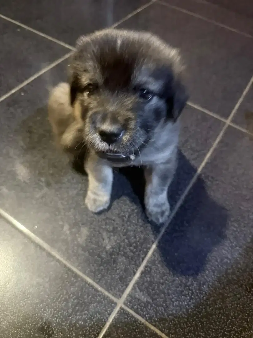 Anakan Anjing Husky Mix Golden - Image 2 of 2