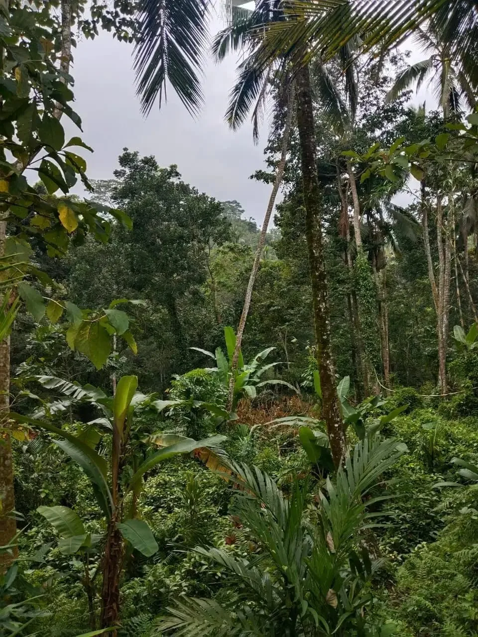 Tanah 5200m² View Jungle dan Sawah Eksotis di Kendran Ubud - Image 5 of 10