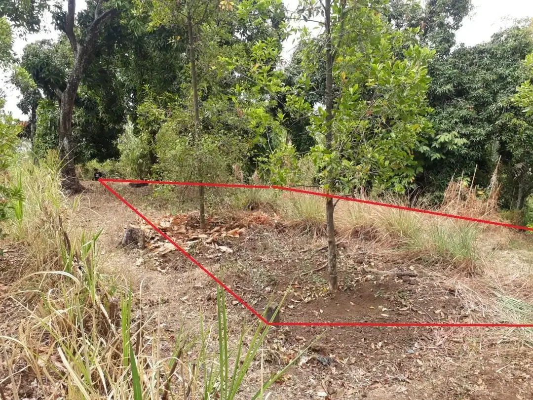 Tanah Dekat Pantai Lovina Buleleng - Image 5 of 9