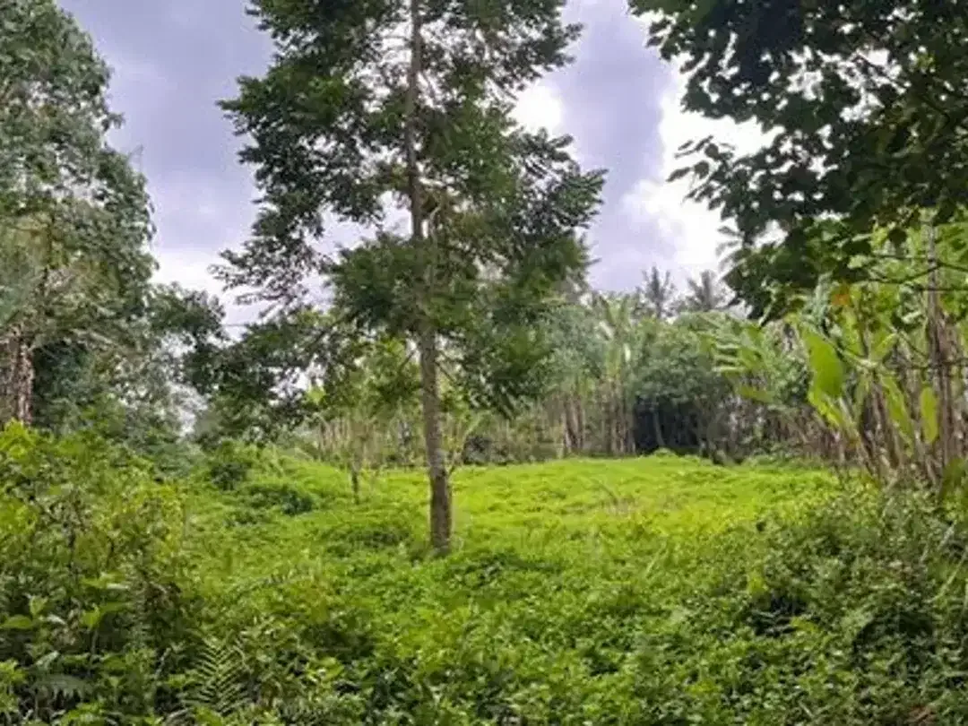 Dijual Tanah Area Berkembang Dekat Jalan Utama Cocok Dibangun Villa - Image 2 of 4