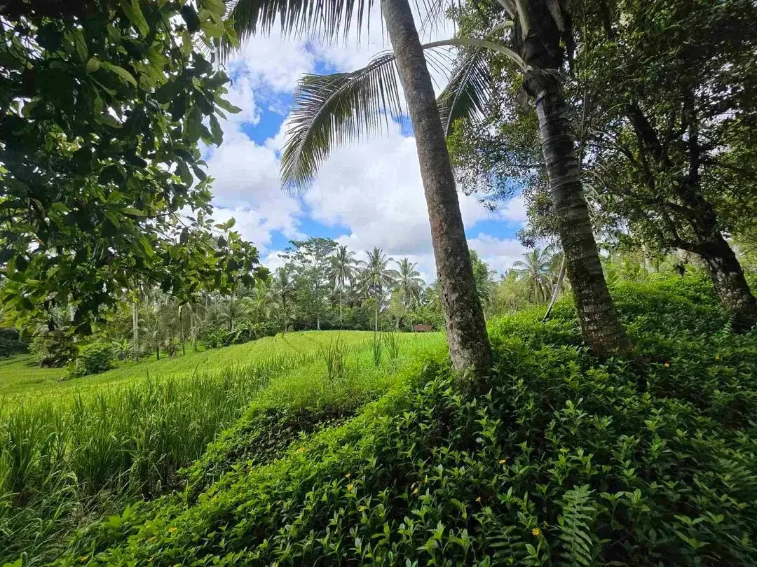 Dijual tanah view sawah cantik di kawasan villa di bali - Image 10 of 10