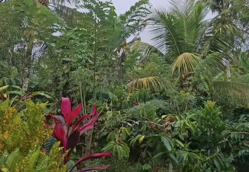 Dijual tanah kebun kopi dapat view laut dan lembah - Image 3 of 8
