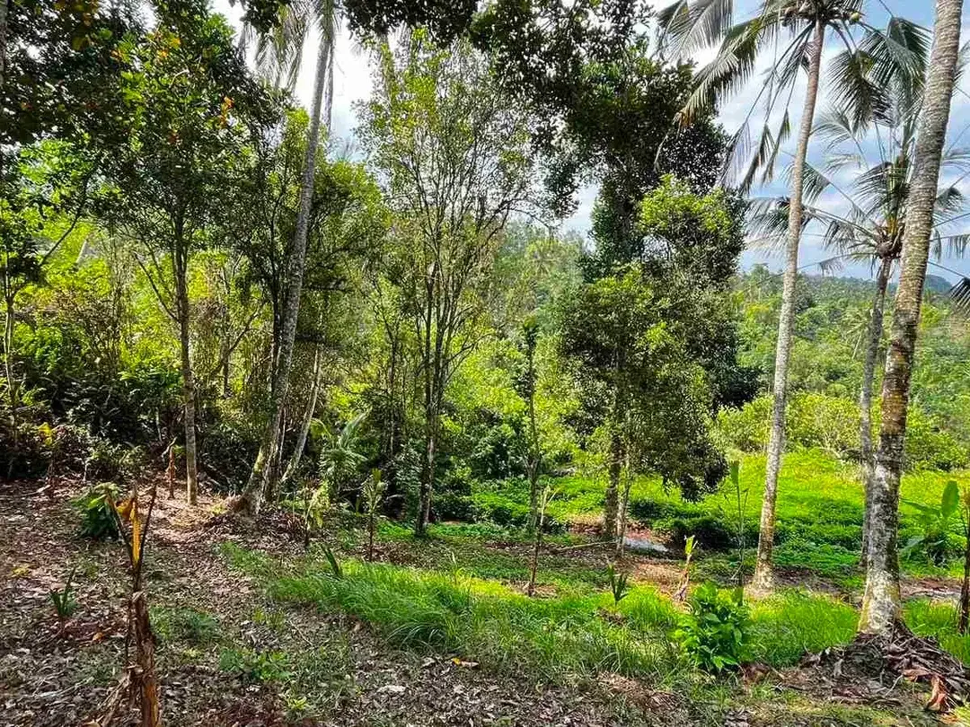 jual tanah kebun view sawah di penebel tabanan bali. - Image 7 of 10