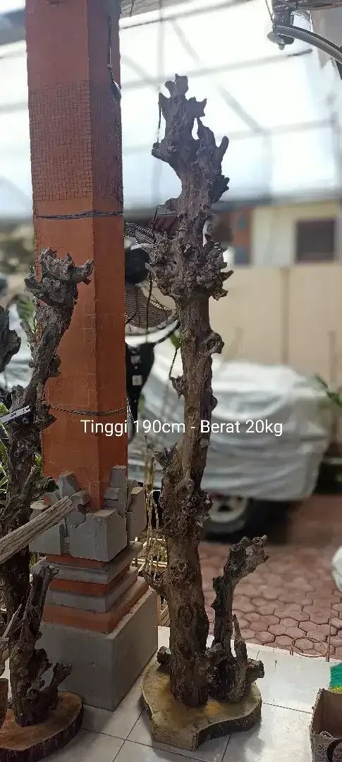 Kayu Fosil tinggi, unik, estetik - Image 1 of 2