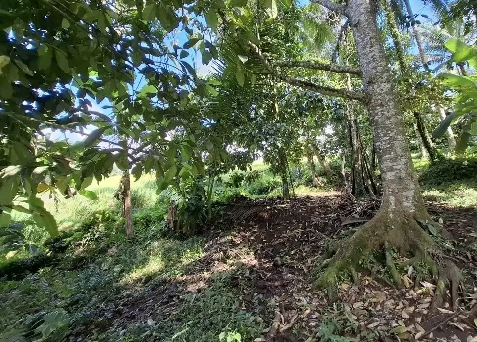 Dijual tanah kebun los sungai dan view sawah terasering - Image 9 of 9
