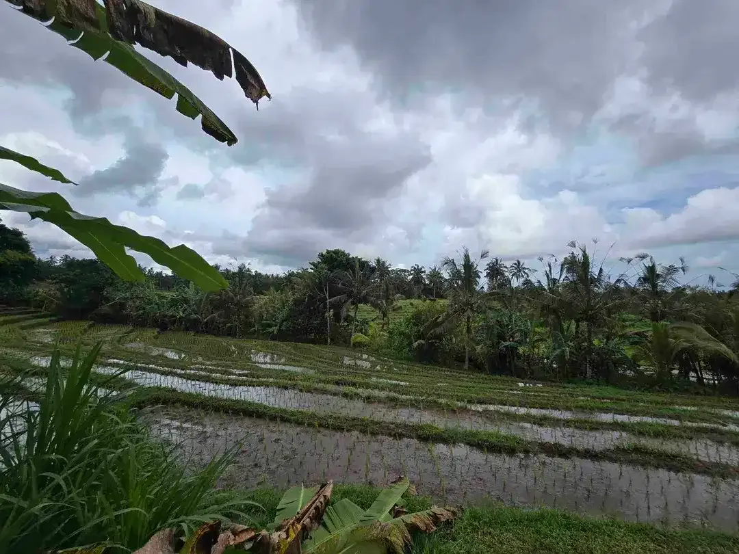 Dijual tanah kecil view sawah terasering di tabanan bali - Image 4 of 10