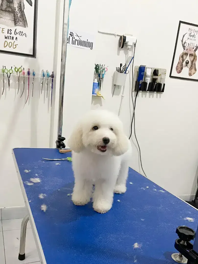 Pet grooming only dog - Image 4 of 10