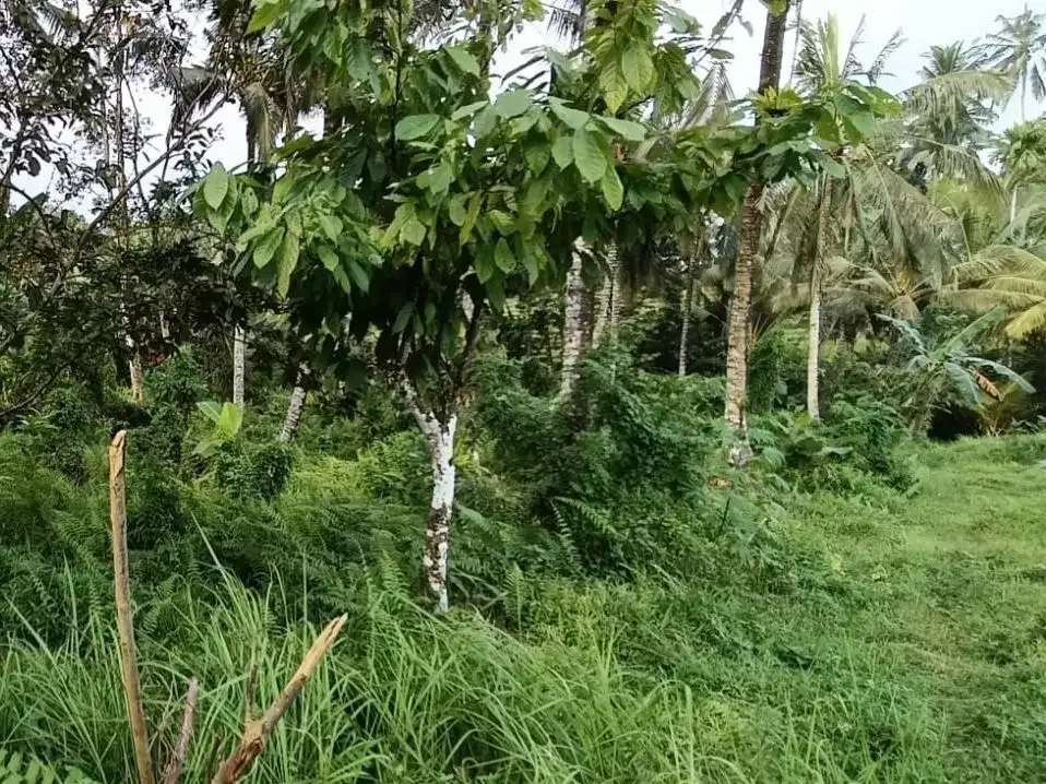 Dijual tanah kebun view sawah cantik dekat kota di bali - Image 8 of 10